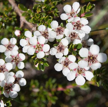 Tea Tree Lemon Essential Oil 4